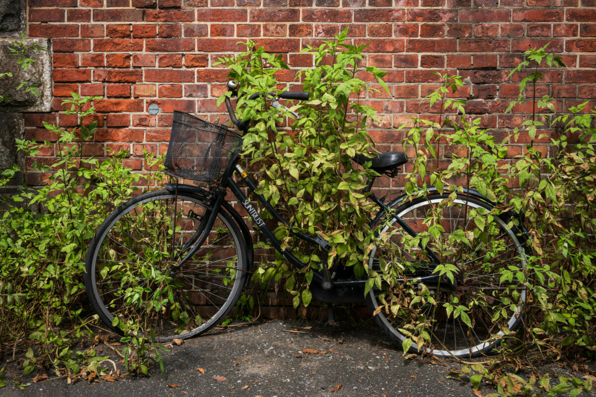 Abandoned and overgrown Tokyo bicycles