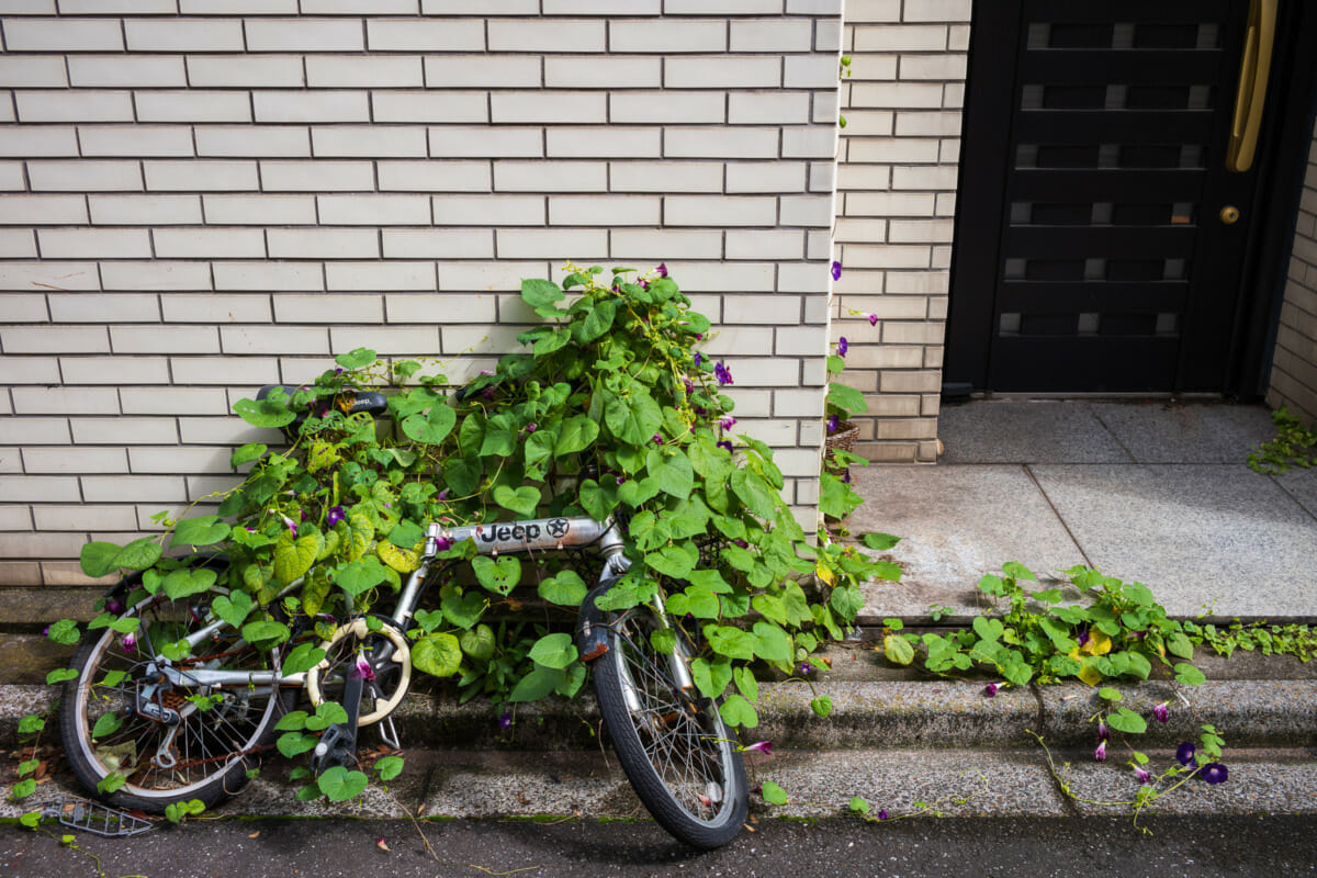 Abandoned and overgrown Tokyo bicycles