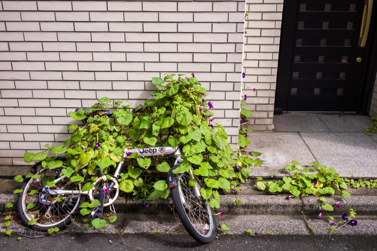Abandoned Tokyo bicycles