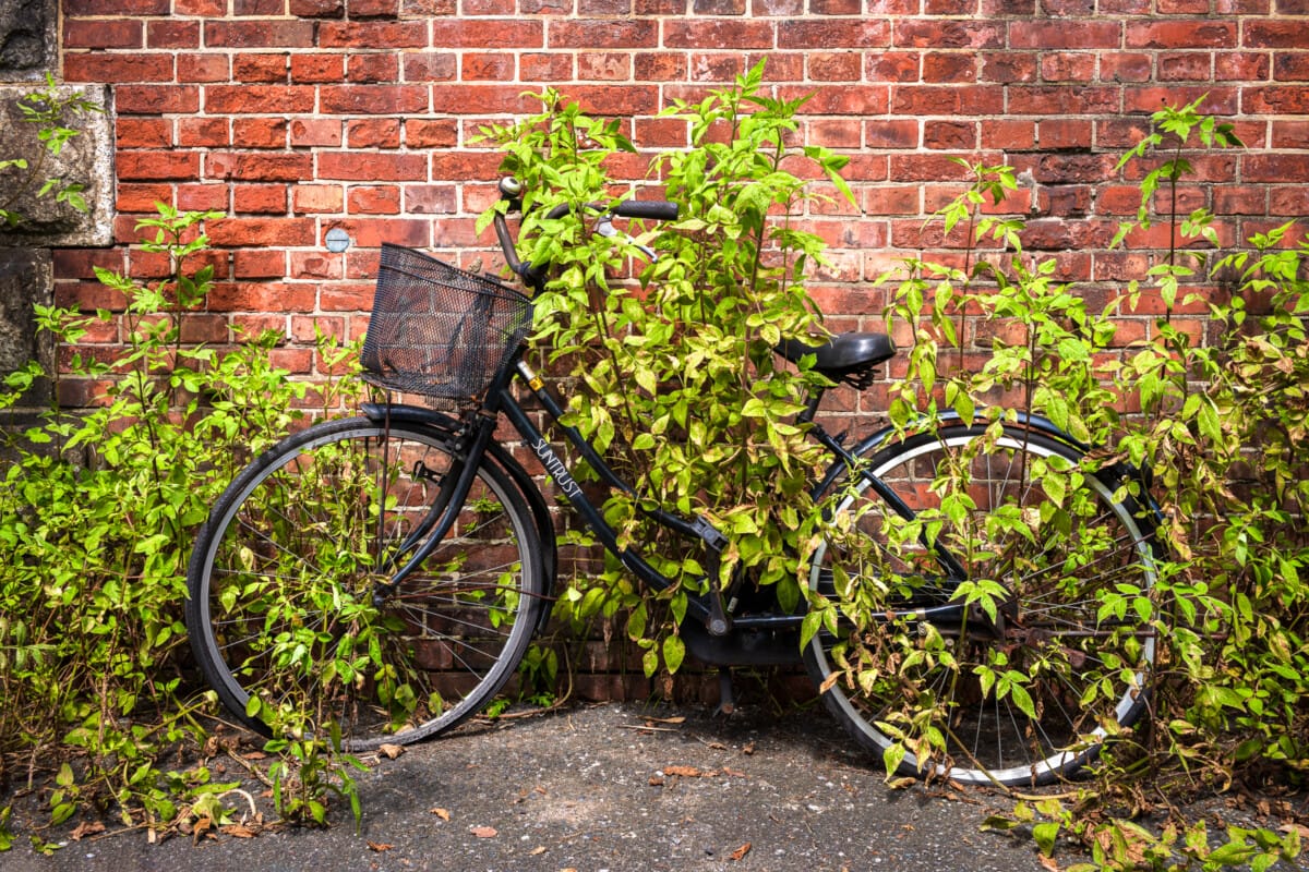 Abandoned Tokyo bicycles
