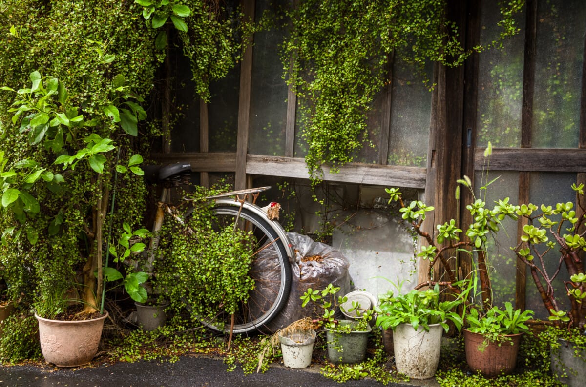 Abandoned Tokyo bicycles
