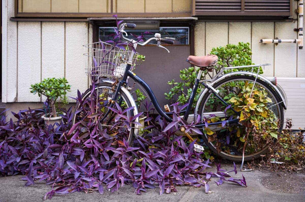 Abandoned Tokyo bicycles