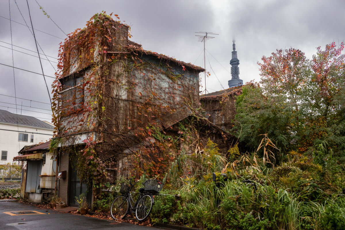 A very urban Tokyo autumn