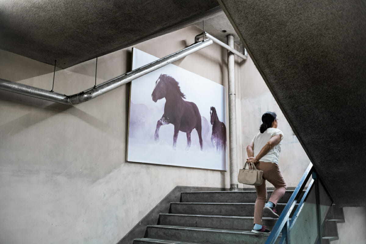 banei horse racing in Hokkaido