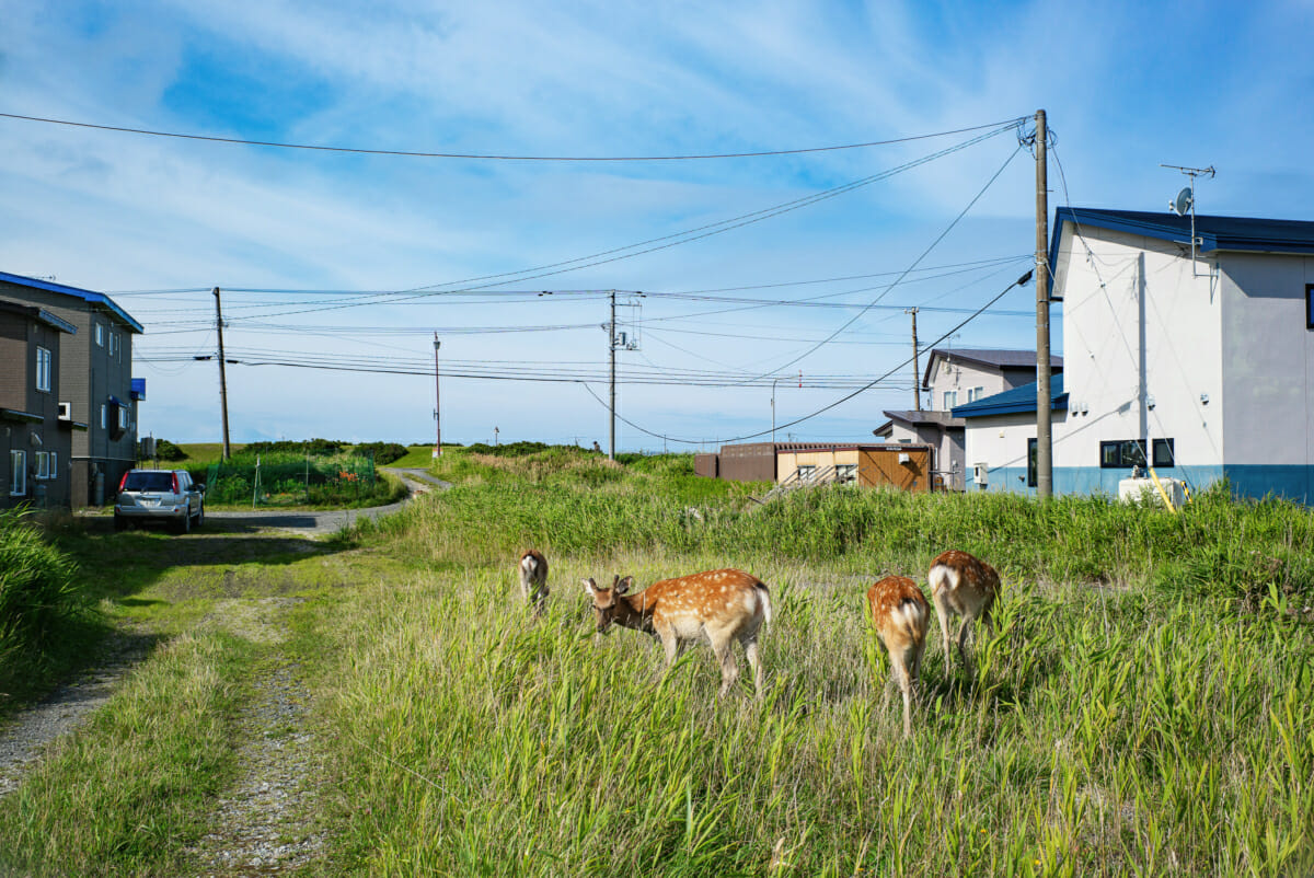 the harsh beauty of Japan's northernmost coastline