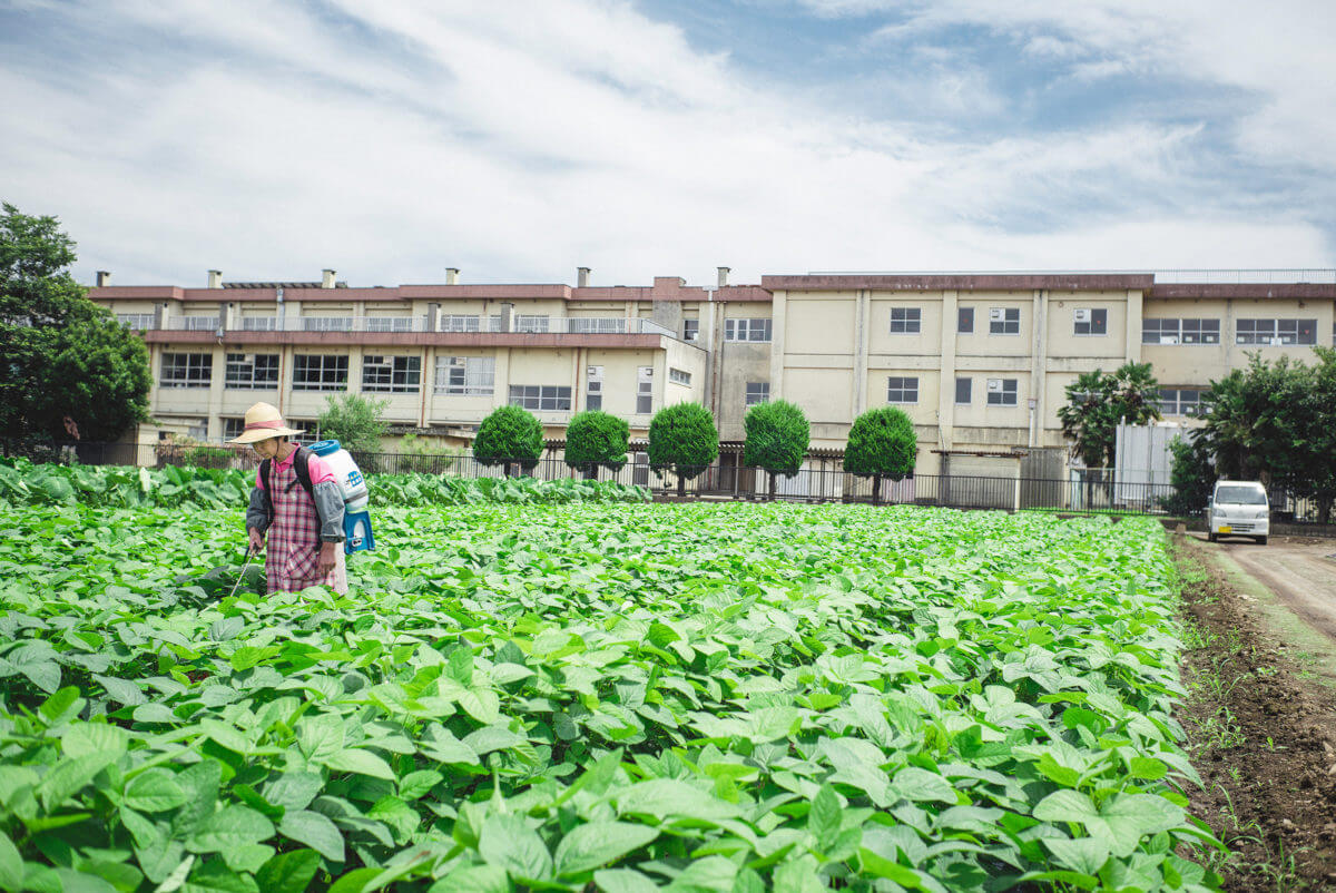 urban Japanese farm