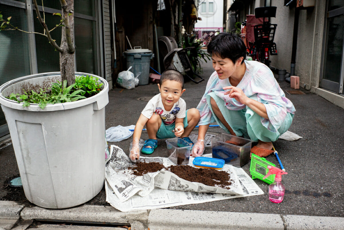 a little Japanese boy looking after his pet beetle larvae