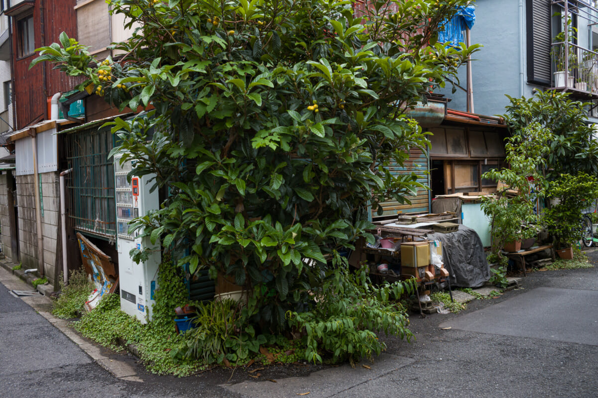 An old Tokyo house and its long-closed shop