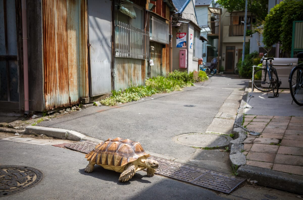 The wonderful variety of Tokyo wanders