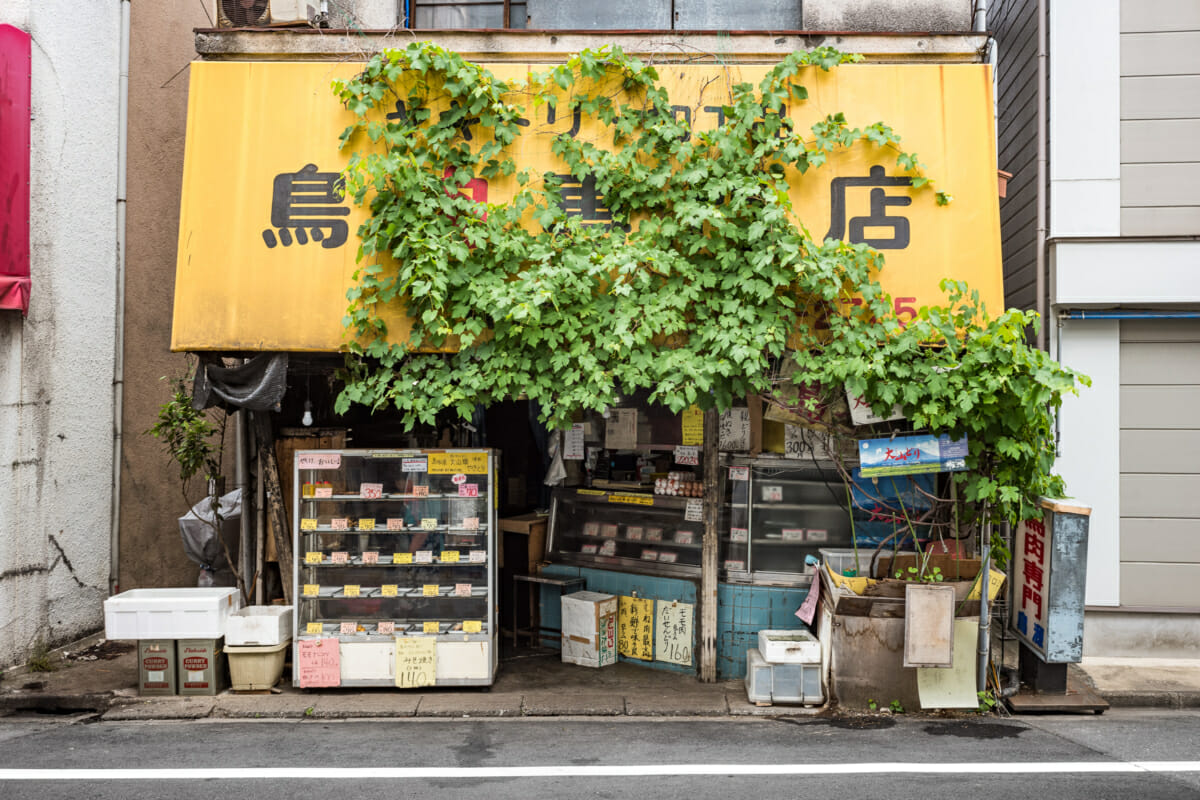 ordinary but beautiful old Tokyo