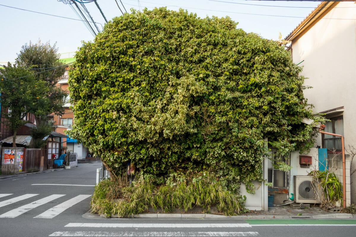 Beautifully overgrown Tokyo businesses