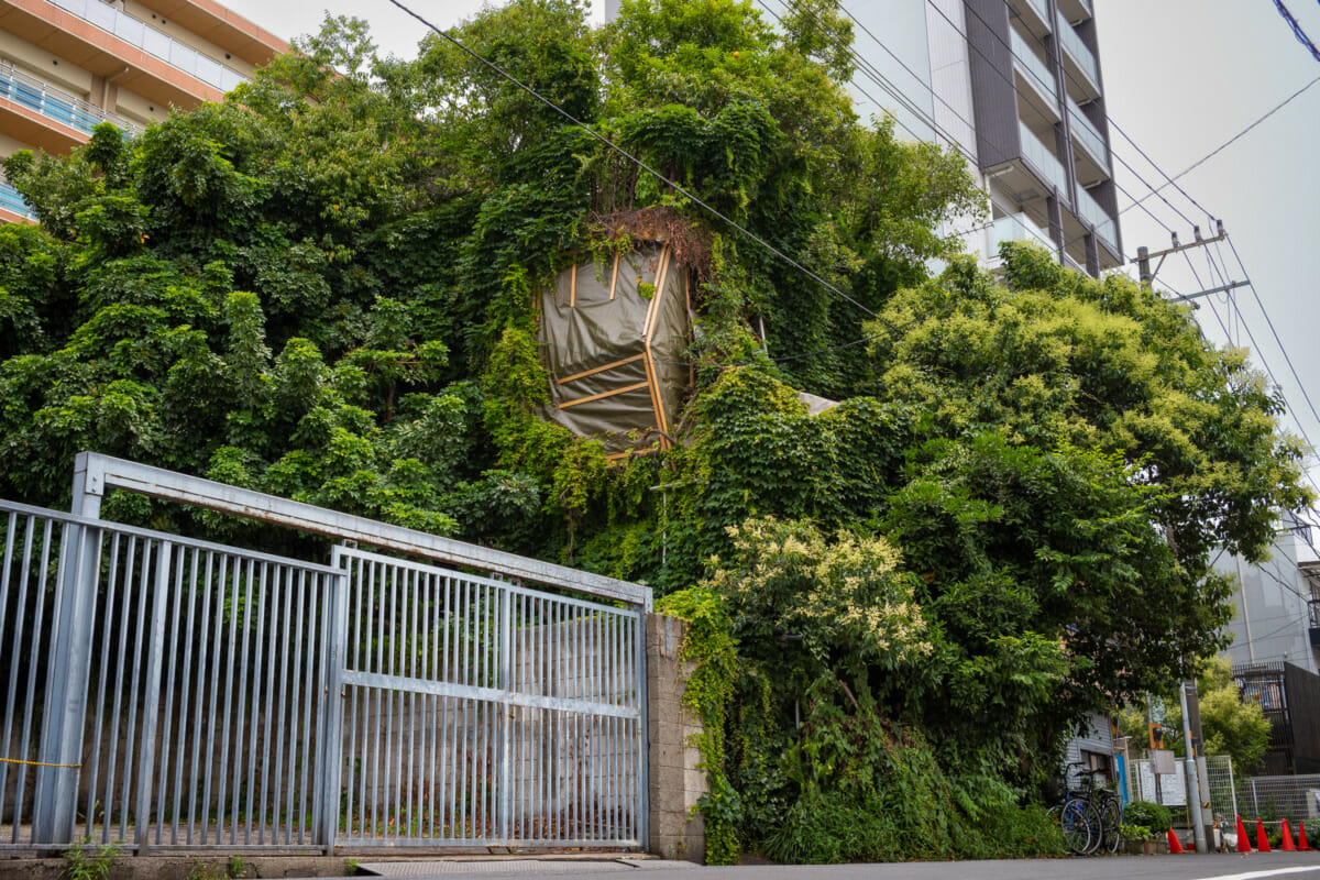 Beautifully overgrown Tokyo businesses