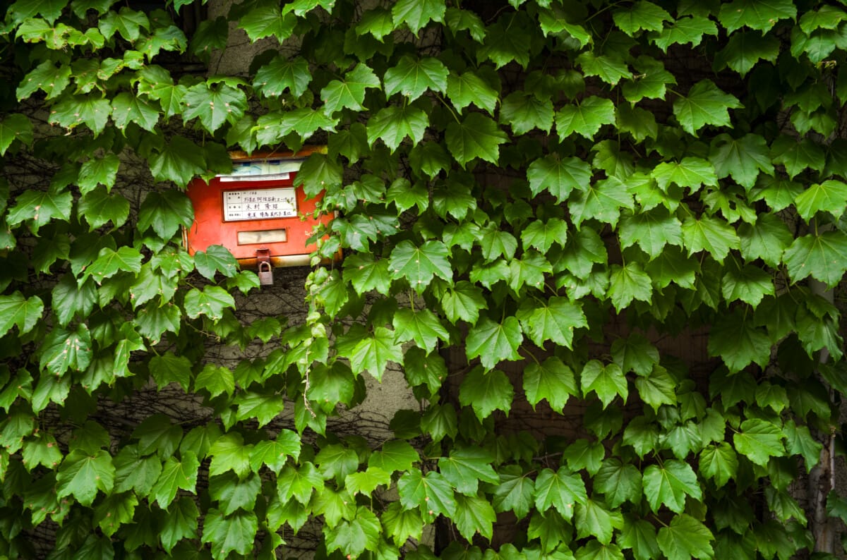 Green and overgrown urban Tokyo