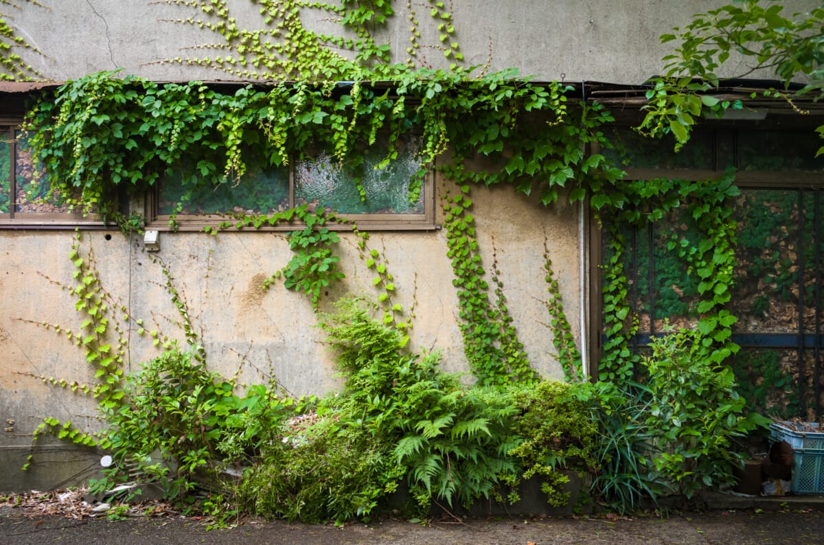 Green and overgrown urban Tokyo