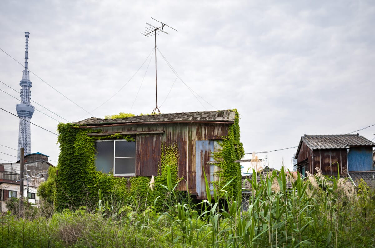 Green and overgrown urban Tokyo