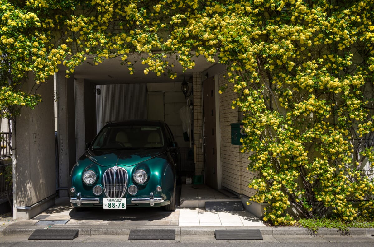 Green and overgrown urban Tokyo