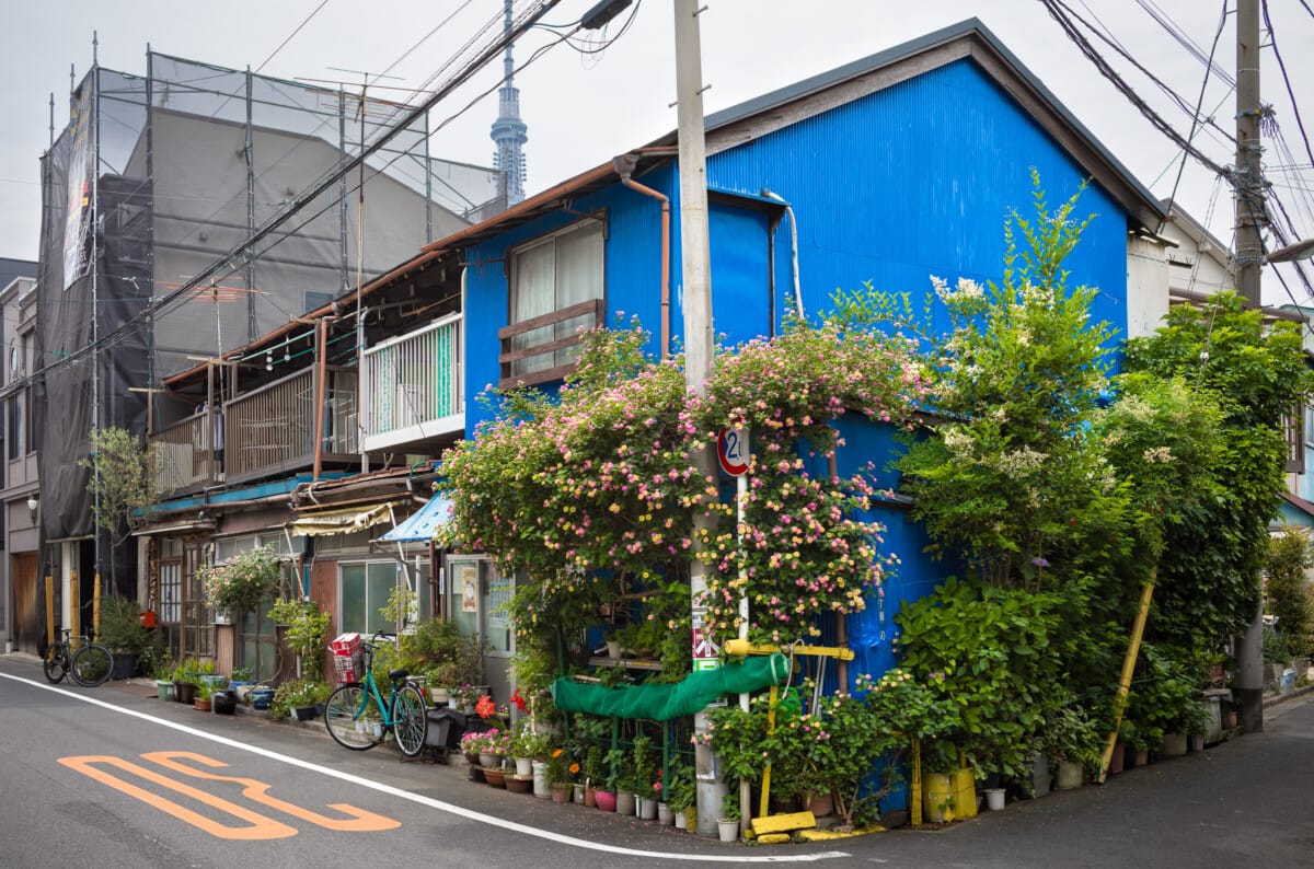 Green and overgrown urban Tokyo