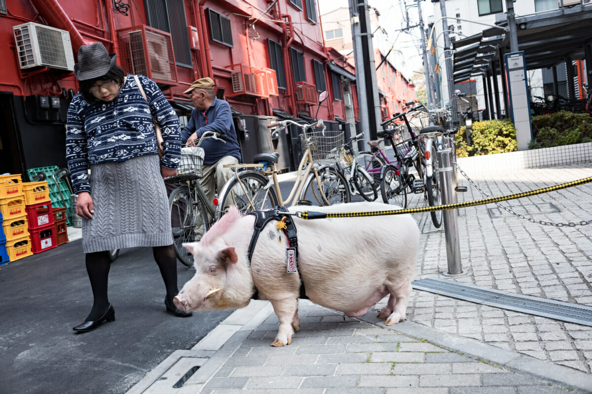 tokyo pet pig and a Japanese man in a dress