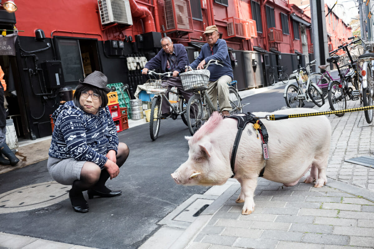 tokyo pet pig and a Japanese man in a dress