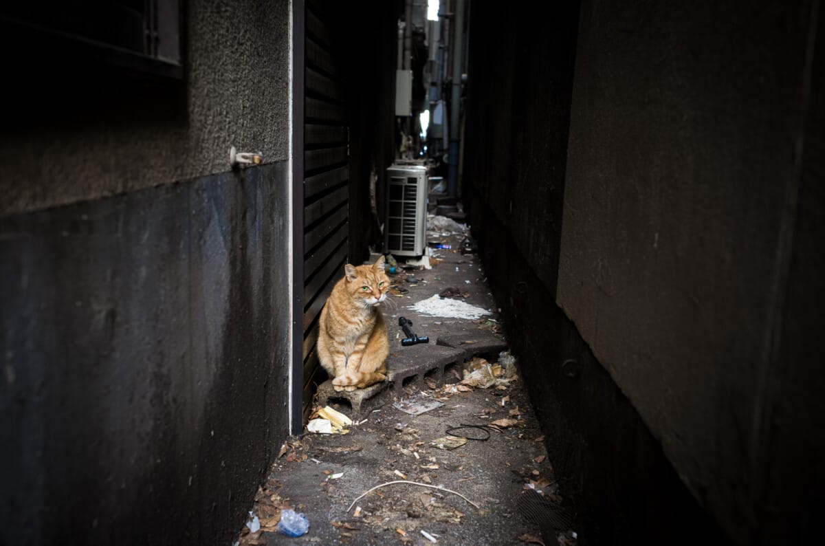 random scenes from a roaming Tokyo walk