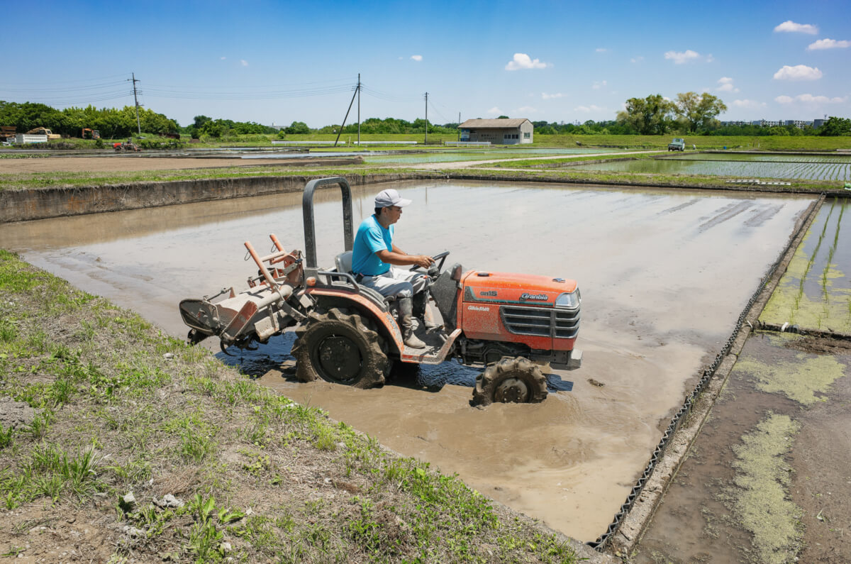 rice fields and rice planting in west Tokyo