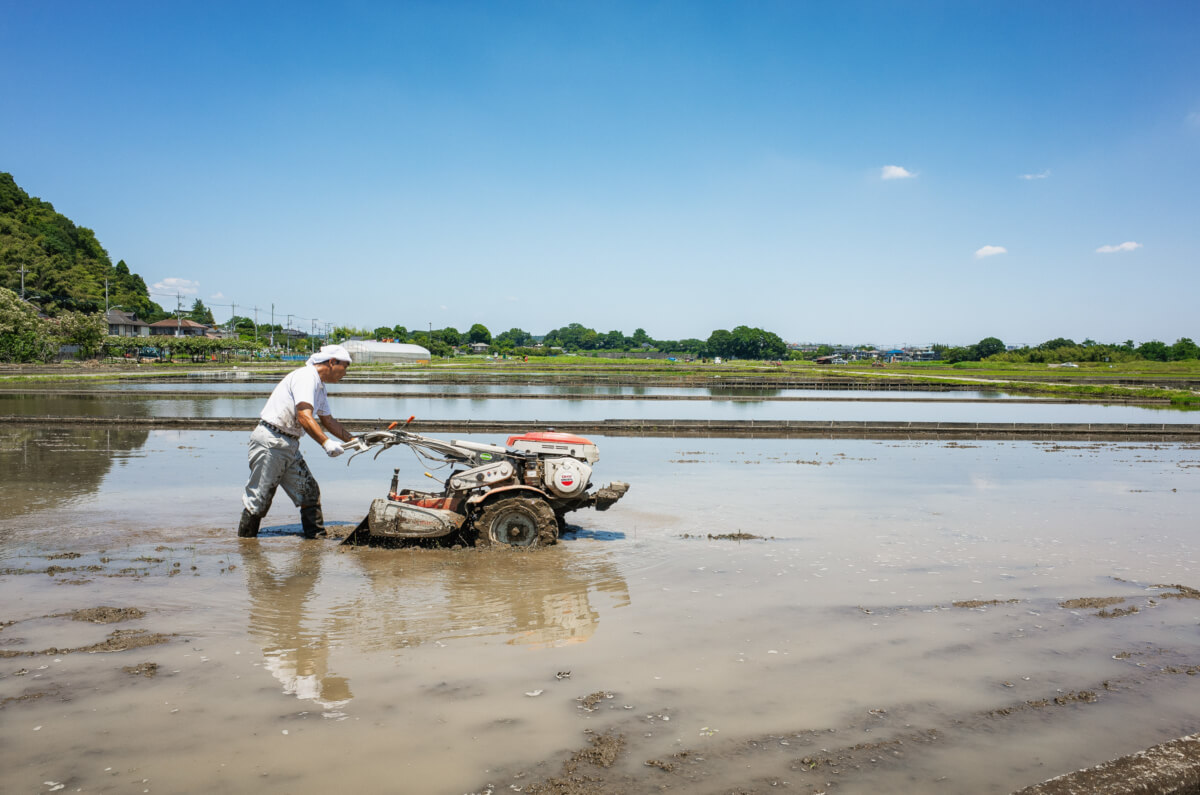 rice fields and rice planting in west Tokyo