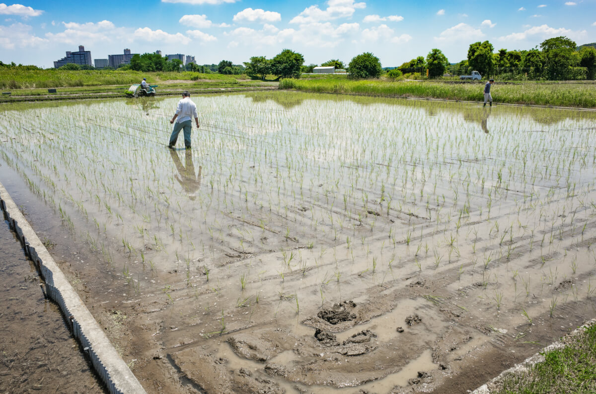 rice fields and rice planting in west Tokyo