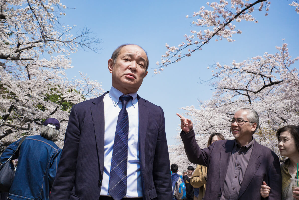 tokyo cherry blossom faces