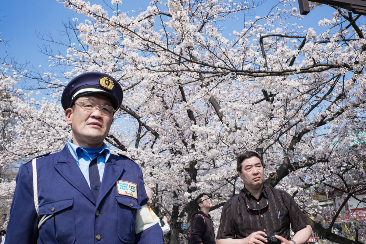 tokyo cherry blossom faces