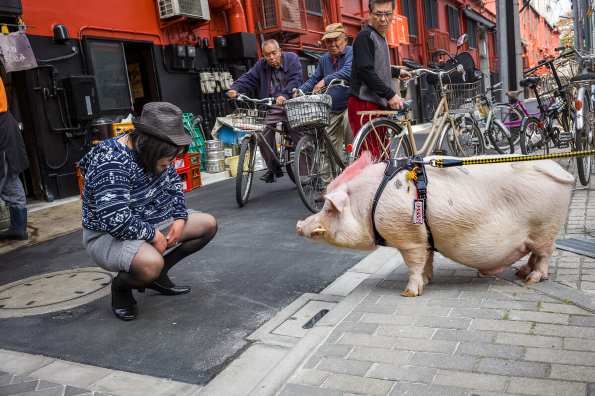 tokyo animals