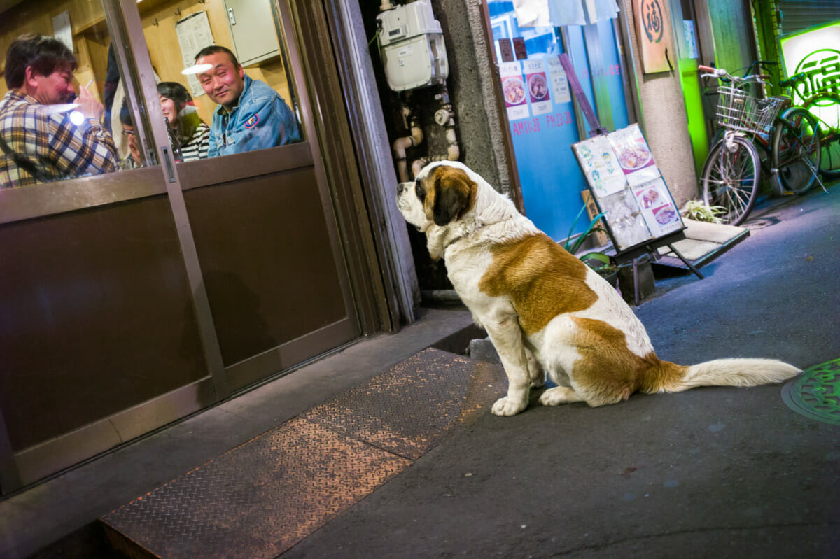 tokyo animals