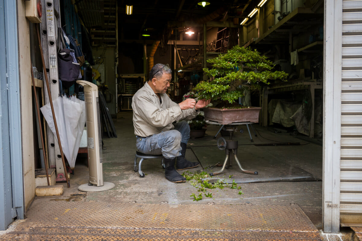 Tokyo bonsai factory