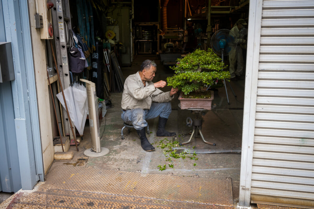 Tokyo bonsai factory