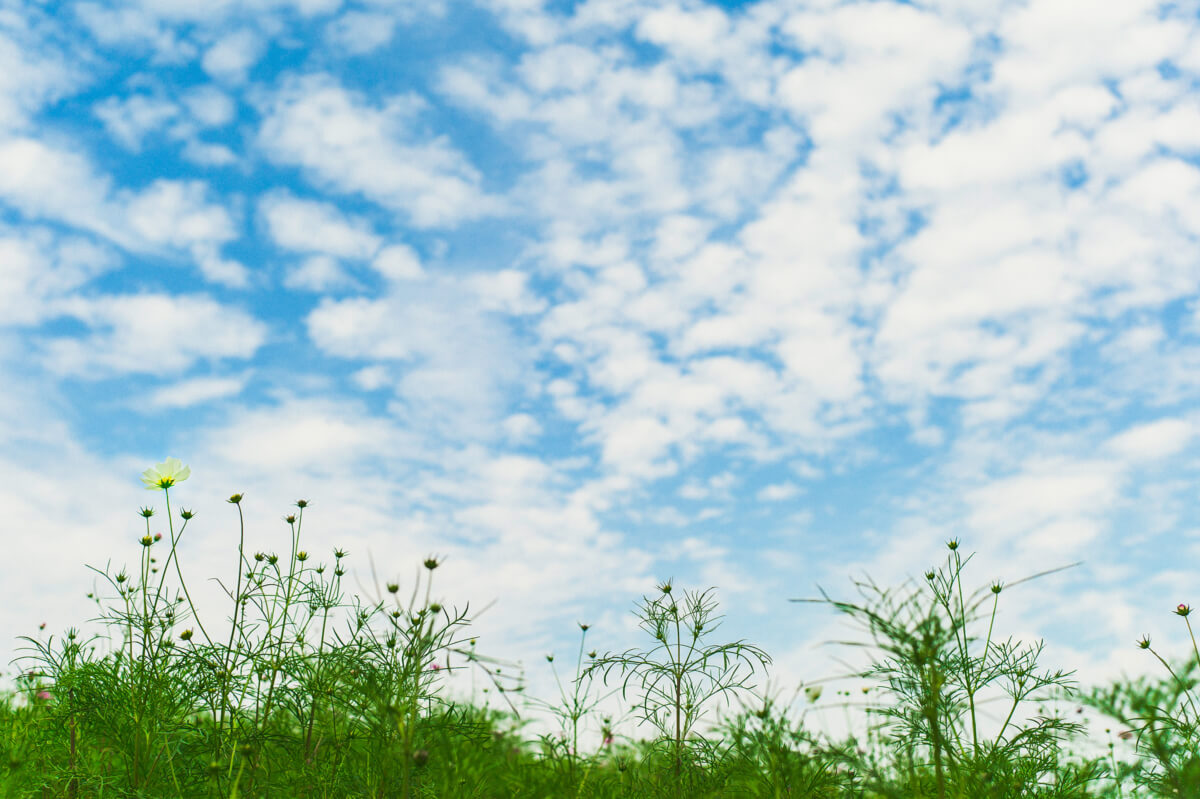 Tokyo flowers and sky