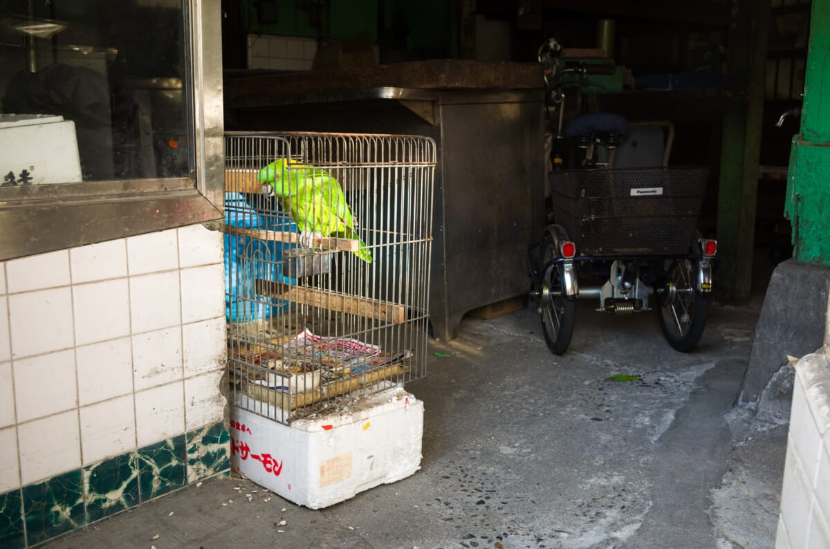 Varied scenes from varied Tokyo walks